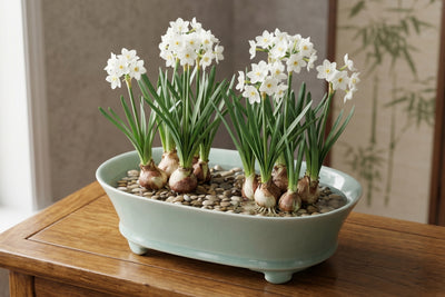 Ru Ware Celadon Narcissus Basin